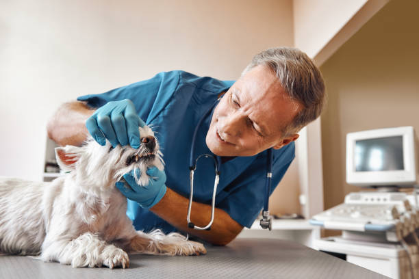  Mount Olive, NC Emergency Dentist Pros